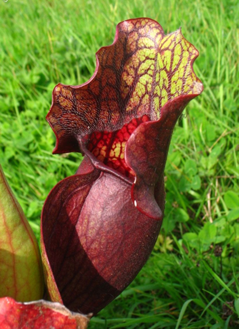 Planta Carnívora Semillas Sarracenia Purpurea Ssp + Sustrato