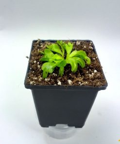 Dionaea Sawtooth - Imagen 4