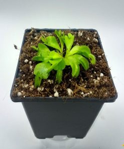Dionaea Sawtooth - Imagen 3