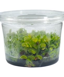 Frasco Carnivora Dionaea Venus Atrapamoscas