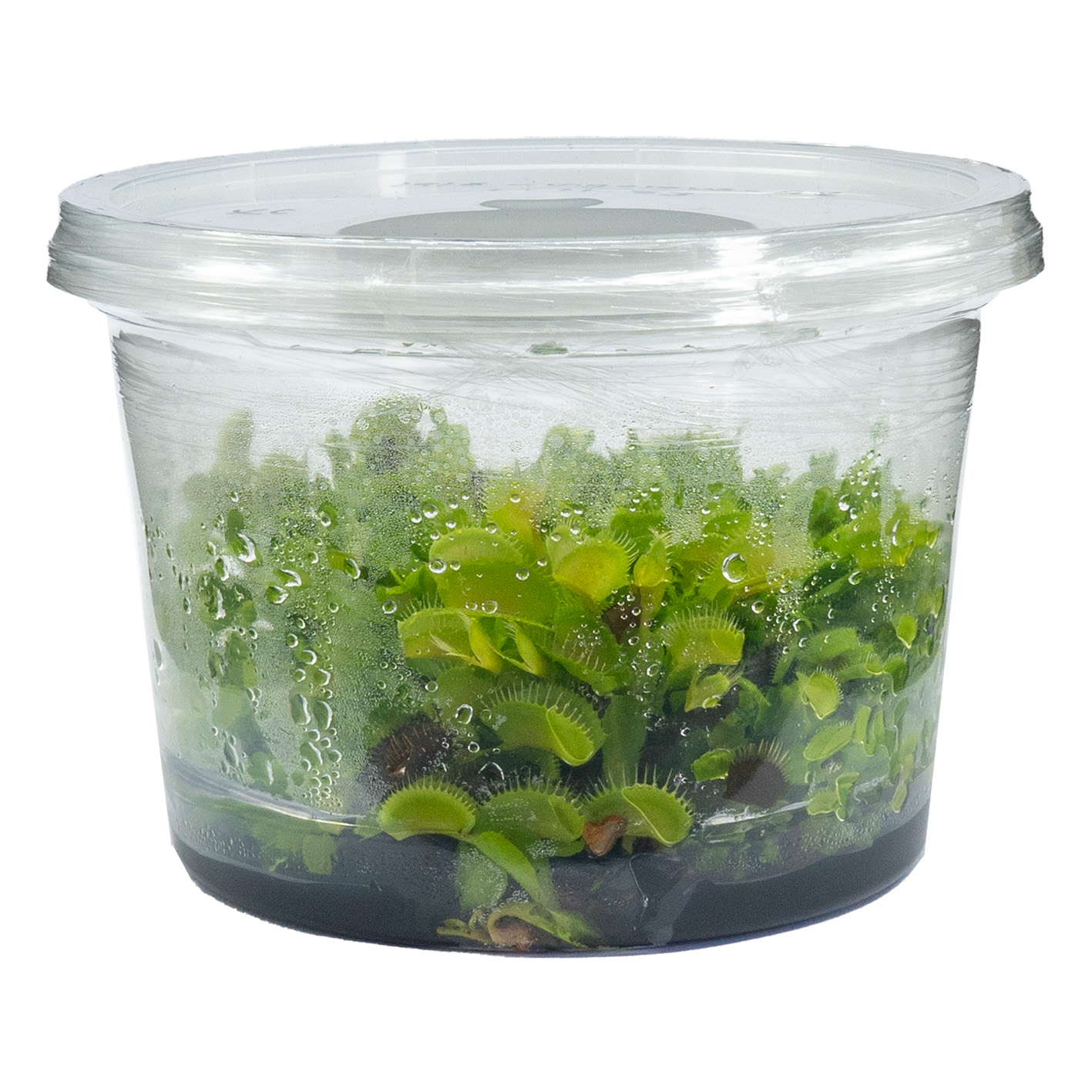 Frasco Carnivora Dionaea Venus Atrapamoscas