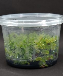 Alternative view of Frasco Carnivora Dionaea Venus Atrapamoscas