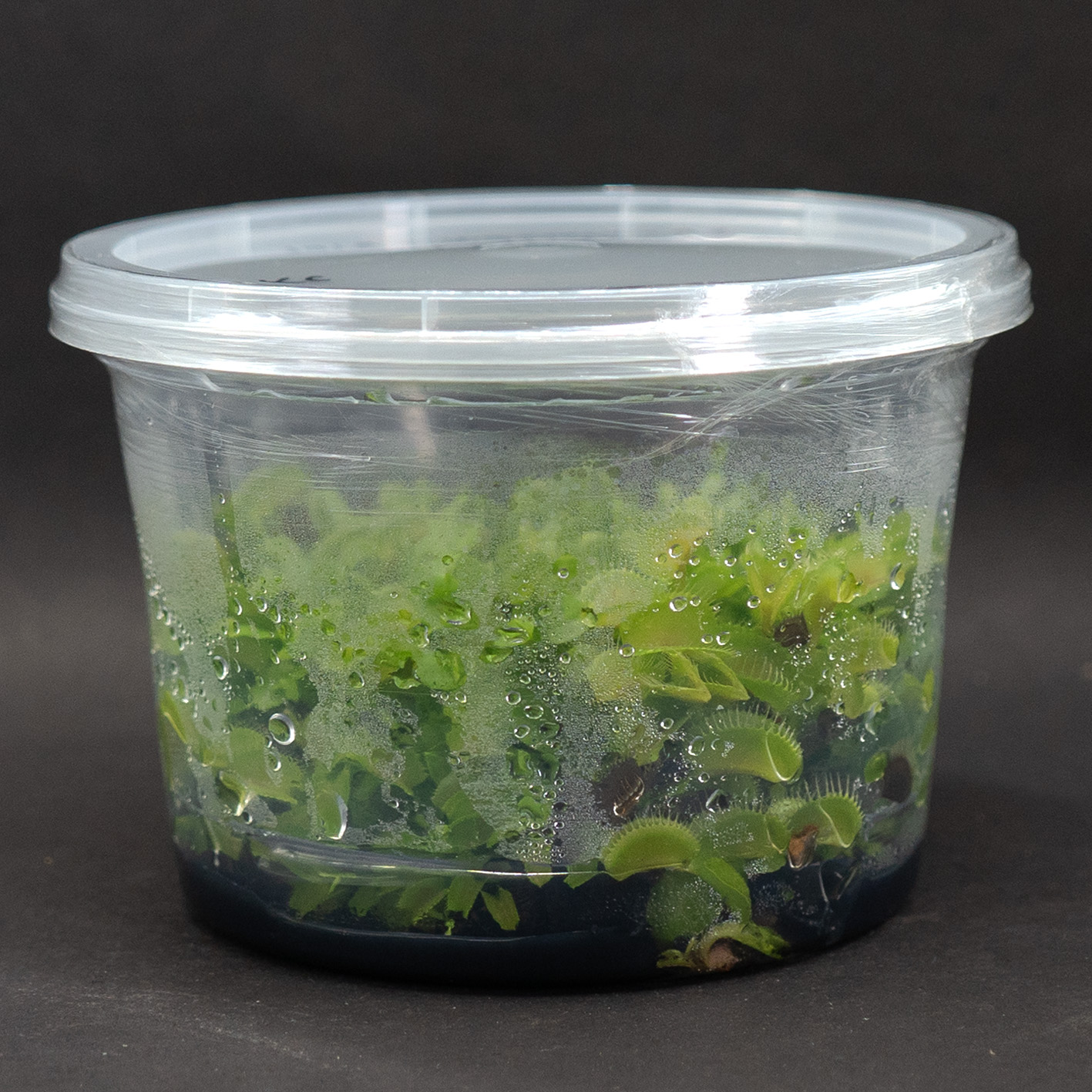Frasco Carnivora Dionaea Venus Atrapamoscas - Imagen 2