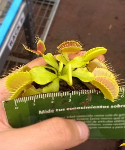 Alternative view of 10 Venus atrapamoscas Mayoreo