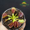 Venus Atrapamoscas