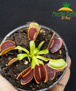 Venus Atrapamoscas