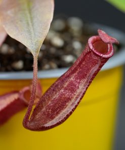 Nepenthes Bloody Mary - Imagen 3