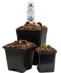 Alternative view of Dionaea Red Dragon