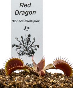Dionaea Red Dragon
