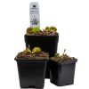 Dionaea Vigorous
