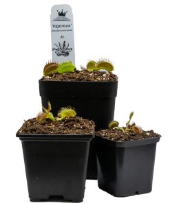 Dionaea Vigorous