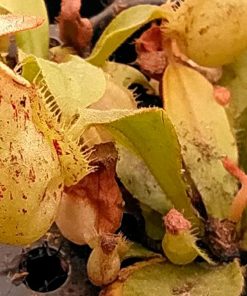 Plantas Carnívoras 2 Nepenthes Ch Planta Jarro - Imagen 5