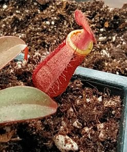 Plantas Carnívoras 2 Nepenthes Ch Planta Jarro - Imagen 3