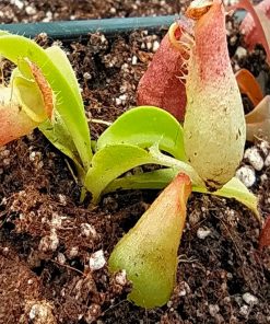 Plantas Carnívoras 2 Nepenthes Ch Planta Jarro - Imagen 4