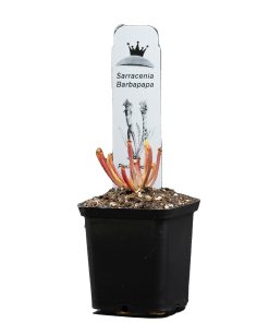 Alternative view of Sarracenia barbapapa