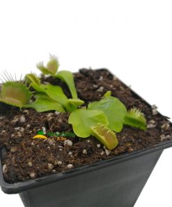 Dionaea Fondue - Imagen 3
