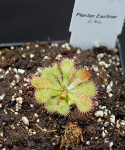Drosera Spatulata 10 plantas