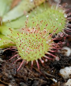 Drosera Spatulata