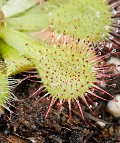 Alternative view of Drosera Spatulata 10 plantas