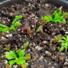 5 cultivares de Dionaea talla chica