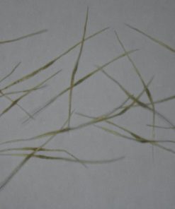 Nepenthes bicalcarata Red 25 Semillas - Imagen 3