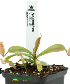 Nepenthes vieillardii 'A92' - Imagen 3