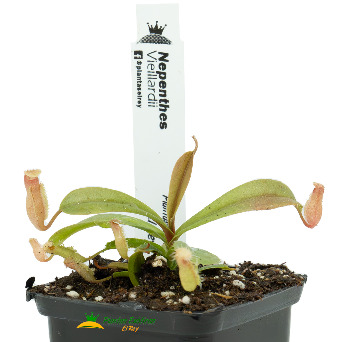 Nepenthes vieillardii 'A92' - Imagen 3