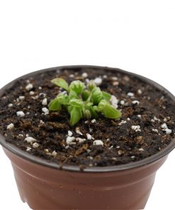 Cephalotus Chico - Imagen 5