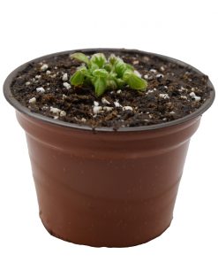 Cephalotus Chico - Imagen 4