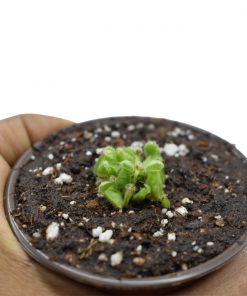 Cephalotus Chico - Imagen 3