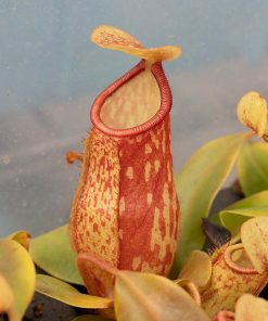 Nepenthes Gaya