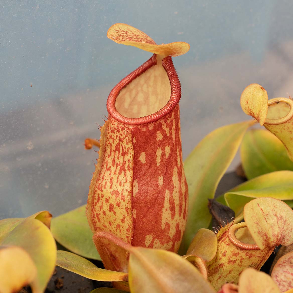 Nepenthes Gaya