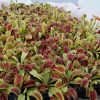 Mayoreo venus atrapamoscas 50