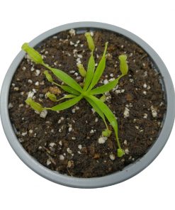 Nepenthes x Izumiae - Imagen 3