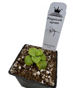 Pinguicula agnata - Imagen 5