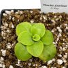Pinguicula agnata