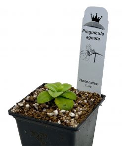 Pinguicula agnata - Imagen 4