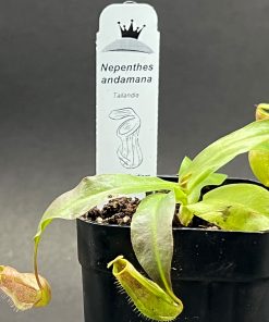 Nepenthes andamana - Imagen 3