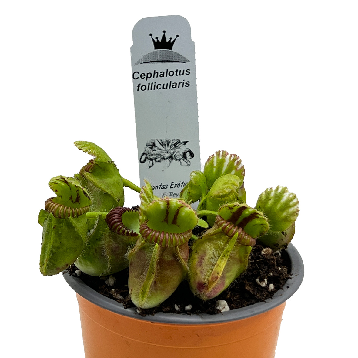 Cephalotus follicularis Adulto - Imagen 2