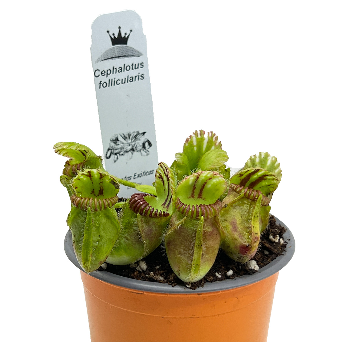 Cephalotus follicularis Adulto