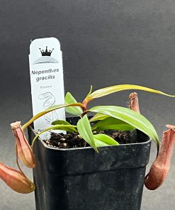 Nepenthes gracilis - Imagen 4