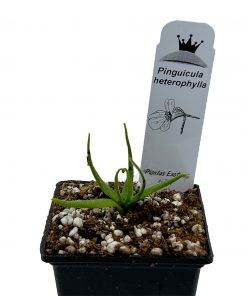 Pinguicula heterophylla - Imagen 5