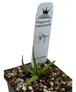 Pinguicula heterophylla - Imagen 6
