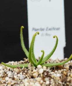 Pinguicula heterophylla - Imagen 4