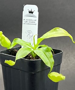 N. mirabilis red x (N. mirabilis x N. bokorensis) - Imagen 3