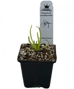 Pinguicula moctezumae - Imagen 5