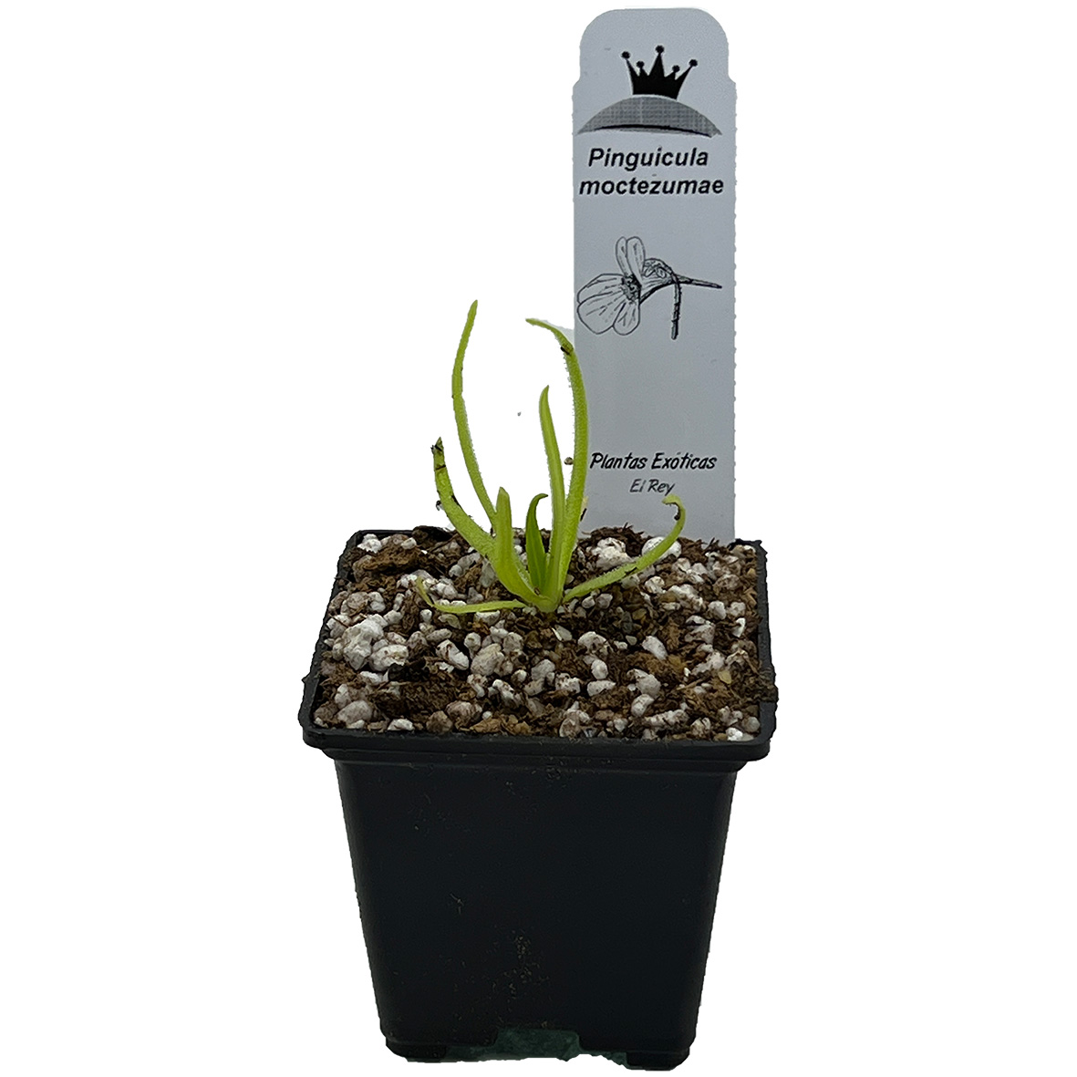 Pinguicula moctezumae - Imagen 5
