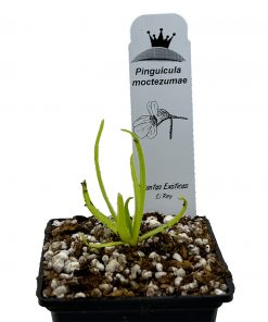 Pinguicula moctezumae - Imagen 4
