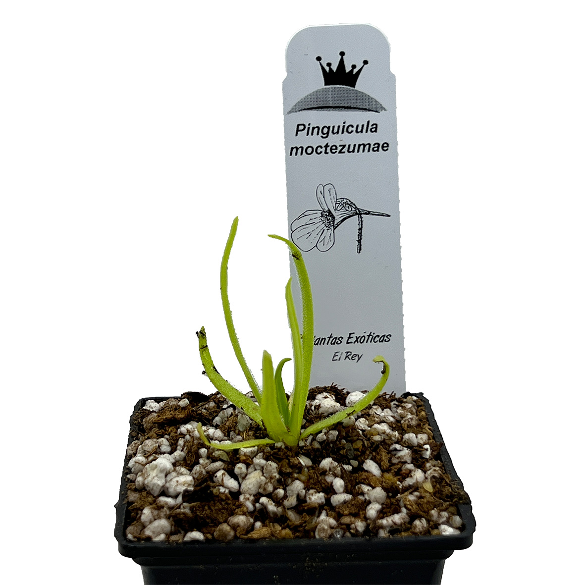 Pinguicula moctezumae - Imagen 4