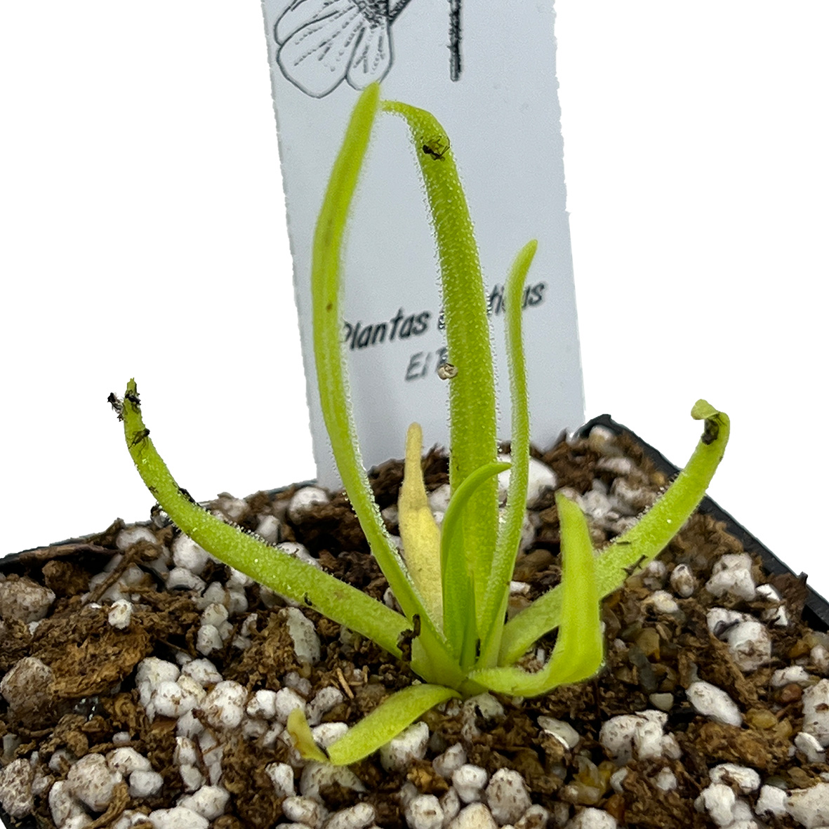 Pinguicula moctezumae